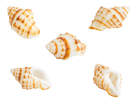 Cockle shell or scallop shall isolated on white background , Marine sea shell 