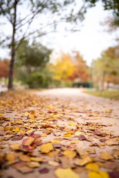 Fall, Autumn, Park, Trees, Orange, Brown, Red, Green, Path, Walkway, Leaves, Outdoor, Scene, Scenery, Beautiful, cool, Photography, Houston, TX, Texas, Stock, nature, tree, landscape, season, foliage,