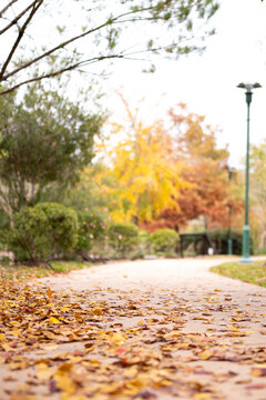 Fall, Autumn, Park, Trees, Orange, Brown, Red, Green, Path, Walkway, Leaves, Outdoor, Scene, Scenery, Beautiful, cool, Photography, Houston, TX, Texas, Stock, nature, tree, landscape, season, foliage,