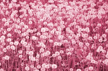 White fluffy dandelions flower in nature, natural background. Many flowers in meadow close up. Selective focus Image toned in Viva Magenta, color of the 2023 year