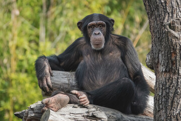 Entspannter Schimpanse