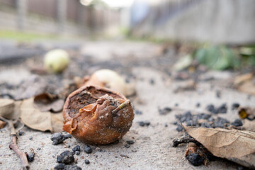 Fallen rotten apple on the pavement. Bottom view.