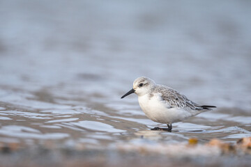 Sanderling, Calidris alba. A common shorebird.