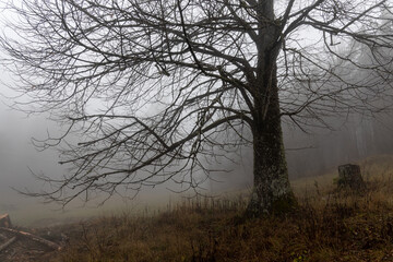 One deciduous tree without leaves is in a forest in autumn in fog