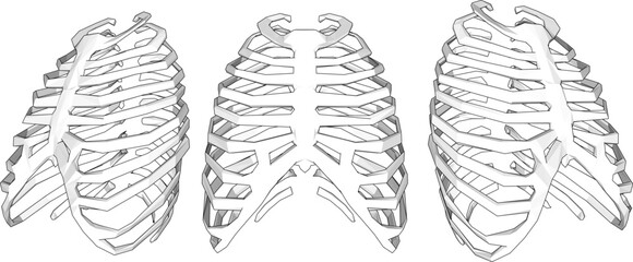 white background ribs vector design