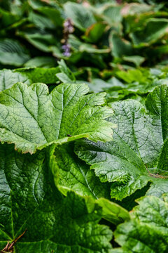 Deaflora Blattsenf im botanischen Garten Inverewe Garden, bei Poolewe, Achnasheen, Highland, Schottland