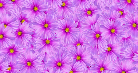 Purple cosmos flower seamless pattern background. Art or abstract of violet flora, floral and beautiful natural wallpaper. 