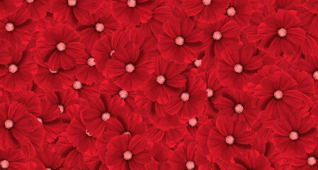 Red cosmos flower pattern background. Art or abstract of flora, floral and beautiful natural wallpaper.  © Nattasak