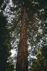 Fototapeta premium Redwood trees from bottom up, in Redwoods Whakarewarewa Forest, Rotorua, New Zealand