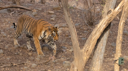 Male tiger (Panthera tigris) in the forest of Ranthambore, Rajasthan.