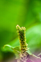 im botanischen Garten Inverewe Garden, bei Poolewe, Achnasheen, Highland, Schottland