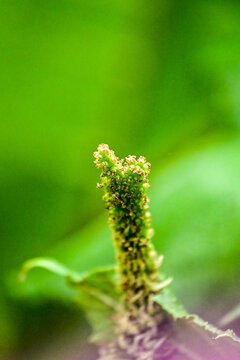 im botanischen Garten Inverewe Garden, bei Poolewe, Achnasheen, Highland, Schottland