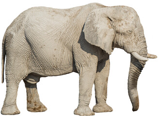 Fototapeta na wymiar African elephant isolated on transparent background, Namibia