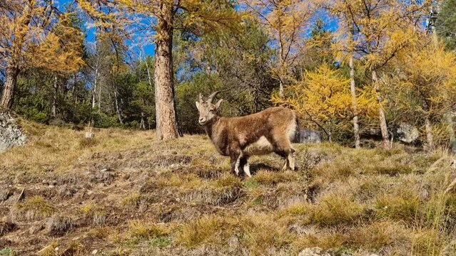 ibex in Stelvio National Park, Valtellina, Italy