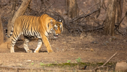 Fototapeta premium Male tiger (Panthera tigris) in the forest of Ranthambore, Rajasthan.
