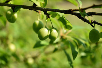 Green plums hang on a tree branch.