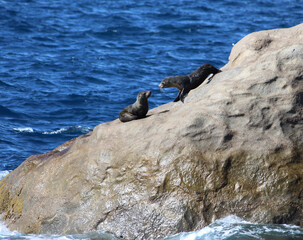 seals on rocks