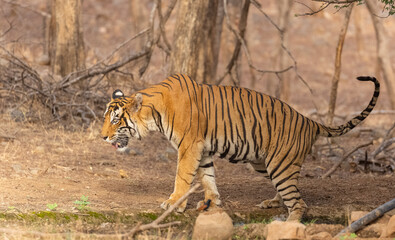 Male tiger (Panthera tigris) in the forest of Ranthambore, Rajasthan.