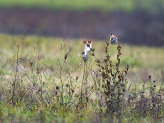  European goldfinch on the twig