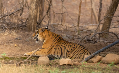 Male tiger (Panthera tigris) in the forest of Ranthambore, Rajasthan.