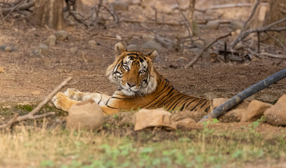 Male tiger (Panthera tigris) in the forest of Ranthambore, Rajasthan.