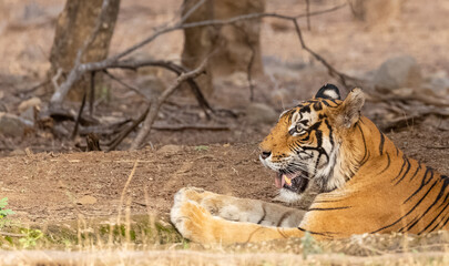Male tiger (Panthera tigris) in the forest of Ranthambore, Rajasthan.