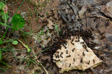 ant colony on the ground eating sweet cookie, macro