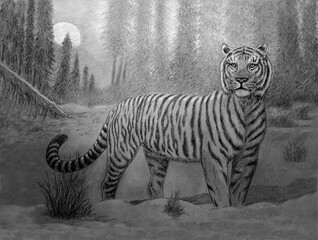 Siberian tiger at sunrise