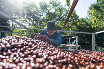Farmer use hand turn coffee beans upside down berries drying natural process under sun light