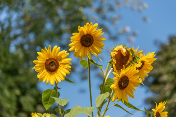 Sunflowers Growing In The Garden In September