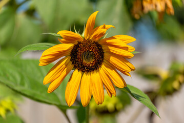 Sunflower Growing In The Garden In September