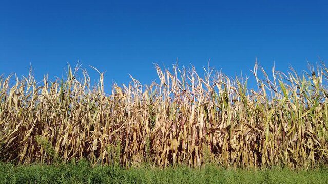 Corn Field | Maize Fields | Drought Cornfield and Blue Sky | Partially Dried Up Brown