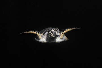 tortue nageant la nuit en mer rouge