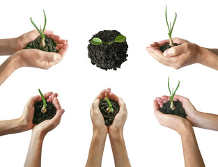 Plant in Hands isolated on a white background. Ecology concept. Nature Background. hand holding plant growing on soil. environment Earth Day In the hands of trees growing seedlings.