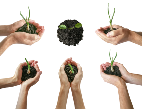 Plant in Hands isolated on a white background. Ecology concept. Nature Background. hand holding plant growing on soil. environment Earth Day In the hands of trees growing seedlings.