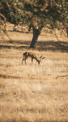 fallow deeer