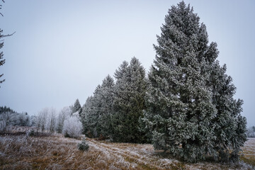 Eisbedeckte Bäume im Harz