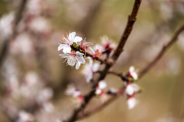 blossom in spring