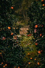 Christmas lights on an orange tree in the garden - 552103204