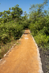Fototapeta na wymiar narrow yellow path with cement edge and Black Mangrove on either side