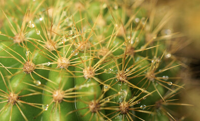 Close up shot of cactus with raindrops