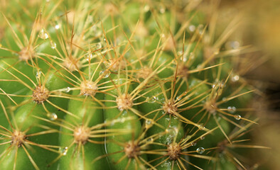Close up shot of cactus with raindrops