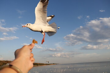 Traveller feeding food a seagull in flight by hand.