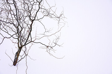 Fototapeta na wymiar tree with snow