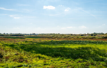 Swamp in a marshland in Bargerveen, Netherlands
