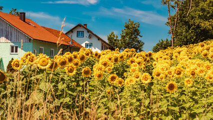 Obraz premium Helianthus, sunflower, on a sunny summer day near Bad Griesbach, Bavaria, Germany