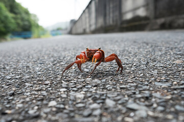 道路を横断して川に戻ろうとする小さなサワガニ。