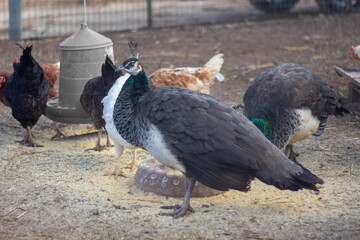 Portrait of peahen in a farm yard with hens and another peahen at background. Feathered friends in a farmyard.