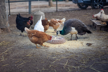 Brown hen eating with her birds friends: one sparrow, one peahen and a lot of black, brown and white hens. Feathered friends in a farmyard.