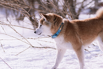 雪野原を闊歩する柴犬